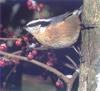 Nuthatch (Sitta sp.)