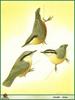 Nuthatch species (Sitta sp.)