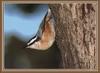 Red-breasted Nuthatch (Sitta canadensis)