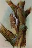 [Animal Art - Basil Ede] Eurasian Tree-Creeper (Certhia familiaris)