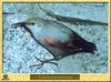 Wallcreeper (Tichodroma muraria)