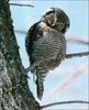 Northern Hawk Owl (Surnia ulula)