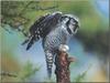 Northern Hawk Owl (Surnia ulula)