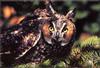 Long-eared Owl (Asio otus)