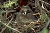 Long-eared Owl (Asio otus)