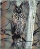 Long-eared Owl (Asio otus)