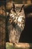 Long-eared Owl (Asio otus)