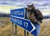 Long-eared Owl (Asio otus)