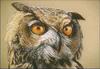 Long-eared Owl (Asio otus)