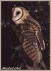 Australian Masked-Owl (Tyto novaehollandiae)