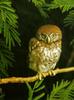 Pearl-spotted Owlet (Glaucidium perlatum)