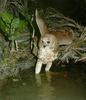 Pel's Fishing Owl (Scotopelia peli)