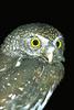 Northern Pygmy-Owl (Glaucidium gnoma)