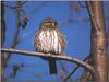 Northern Pygmy-Owl (Glaucidium gnoma)