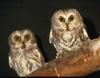 Northern Saw-whet Owl (Aegolius acadicus)