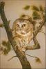 Northern Saw-whet Owl (Aegolius acadicus)