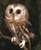 Northern Saw-whet Owl (Aegolius acadicus)