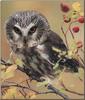 Northern Saw-whet Owl (Aegolius acadicus)