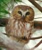 Northern Saw-whet Owl (Aegolius acadicus)