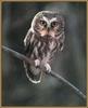 Northern Saw-whet Owl (Aegolius acadicus)