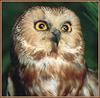 Northern Saw-whet Owl (Aegolius acadicus)