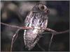 Northern Saw-whet Owl (Aegolius acadicus)