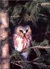 Northern Saw-whet Owl (Aegolius acadicus)