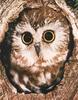 Northern Saw-whet Owl (Aegolius acadicus)