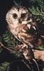 Northern Saw-whet Owl (Aegolius acadicus)