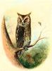 Eurasian Scops-Owl (Otus scops)