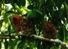 Sokoke Scops-Owl (Otus ireneae)