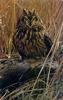 Short-eared Owl (Asio flammeus)