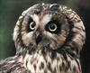 Short-eared Owl (Asio flammeus)