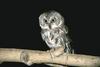 Short-eared Owl (Asio flammeus)