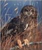 Short-eared Owl (Asio flammeus)