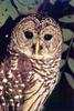 Spotted Owl (Strix occidentalis)