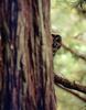 Spotted Owl (Strix occidentalis)