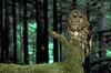 Spotted Owl (Strix occidentalis)