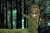 Spotted Owl (Strix occidentalis)