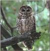 Spotted Owl (Strix occidentalis)