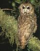 Spotted Owl (Strix occidentalis)