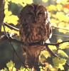 Tawny Owl (Strix aluco)