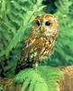 Tawny Owl (Strix aluco)