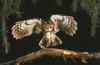 Tawny Owl (Strix aluco)