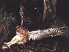 Tawny Owl (Strix aluco)