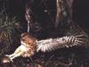 Tawny Owl (Strix aluco)