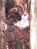 Tawny Owl and chick in nest (Strix aluco)