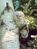 Ural Owl chick (Strix uralensis)