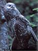 Ural Owl (Strix uralensis)