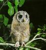 African Wood Owl (Ciccaba woodfordii)
